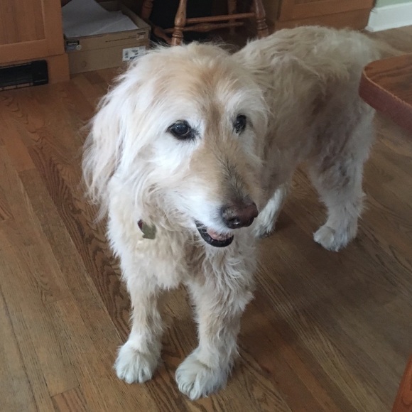 Meet your Posher, Bronwyn - Picture 1 of 1